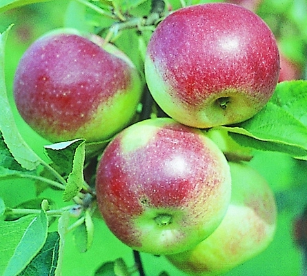 Яблоня домашняя 'Юный натуралист'