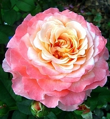Роза 'Августа Луиза' (чайно-гибридная) (розово - персиковая)