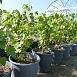 Смородина черная 'Зеленая дымка'