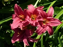 Лилейник гибридный 'Бурбон Кингс'