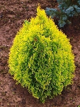 Туя западная 'Филипс Мэджик Момент'