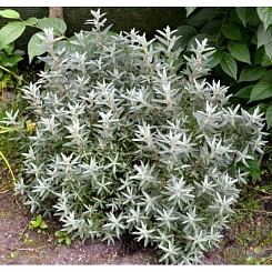 Облепиха крушиновидная 'Хикул'