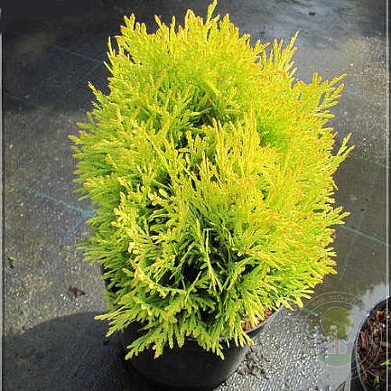 Туя западная 'Давид Лайт'