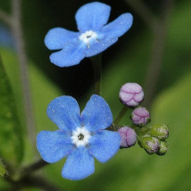 Бруннера крупнолистная