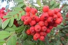 Рябина плодовая 'Алая Крупная'