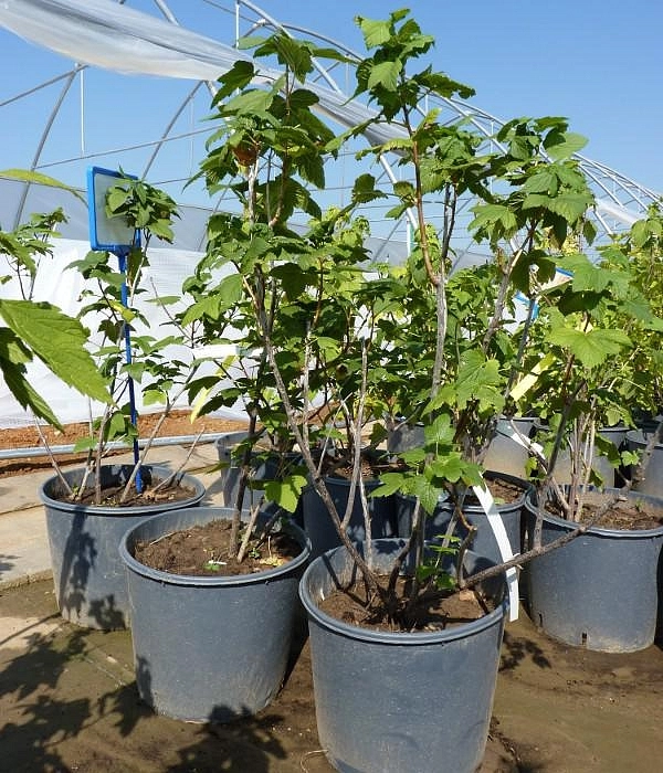 Смородина черная 'Маленький принц'