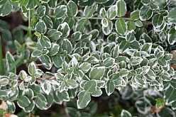 Бересклет Форчуна 'Эмеральд Гаити' Бересклет Форчуна 'Эмеральд Гаити'