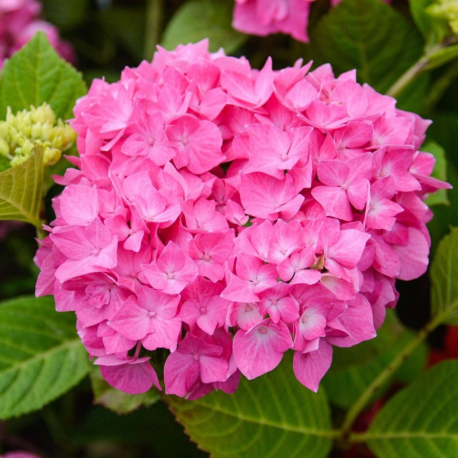 Гортензия крупнолистная 'Дива Фиоре' 