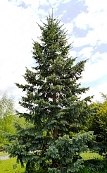 Псевдотсуга Мензиса