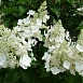 Гортензия метельчатая 'Уайт Леди'