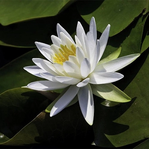 Кувшинка 'Марлиаса Альбид'