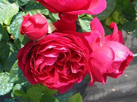 Роза Аскот (Ascot) Роза Аскот (Ascot)