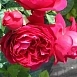 Роза Аскот (Ascot) Роза Аскот (Ascot)