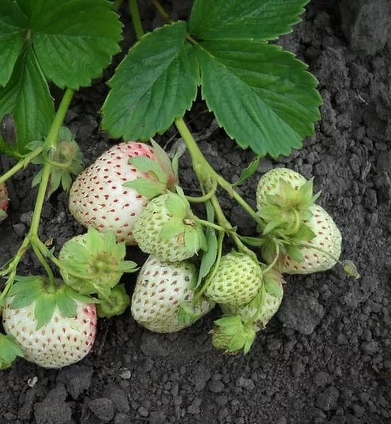 Земляника (клубника) 'Белый Швед'