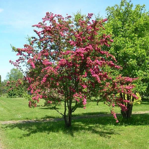 Боярышник средний 'Паульс Скарлет'
