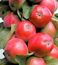 Яблоня колоновидная 'Московское ожерелье'