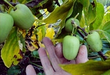 Актинидия Аргута 'Золотая коса'