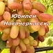 Виноград 'Юбилей Новочеркасска'