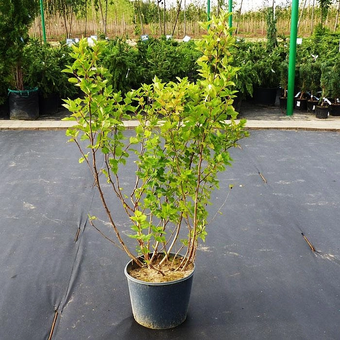 Пузыреплодник калинолистный 'Лютеус'