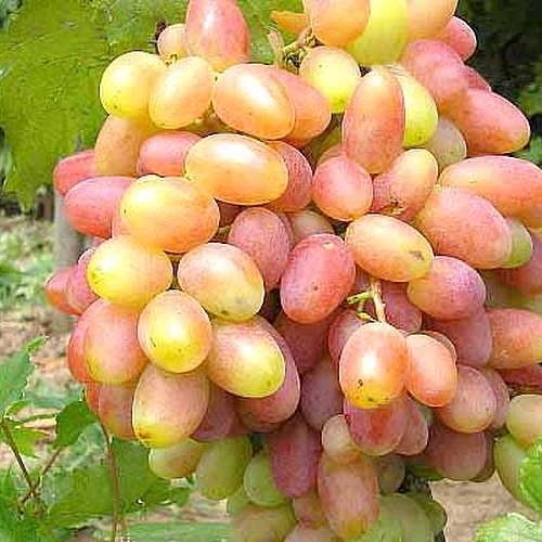 Виноград 'Юбилей Новочеркасска'