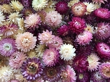 Семена Сухоцветы