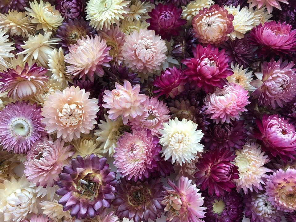 Семена Сухоцветы