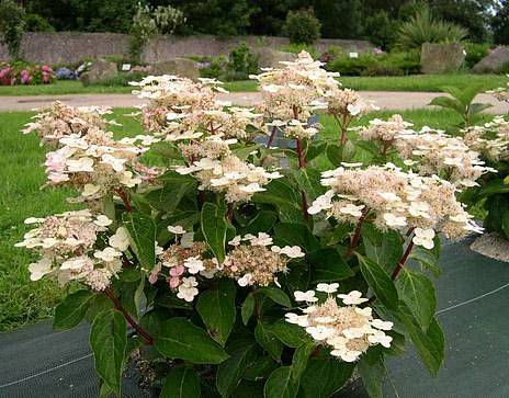 Гортензия метельчатая 'Дартс Литл Дот'