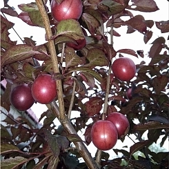 Персик 'Бургунди'