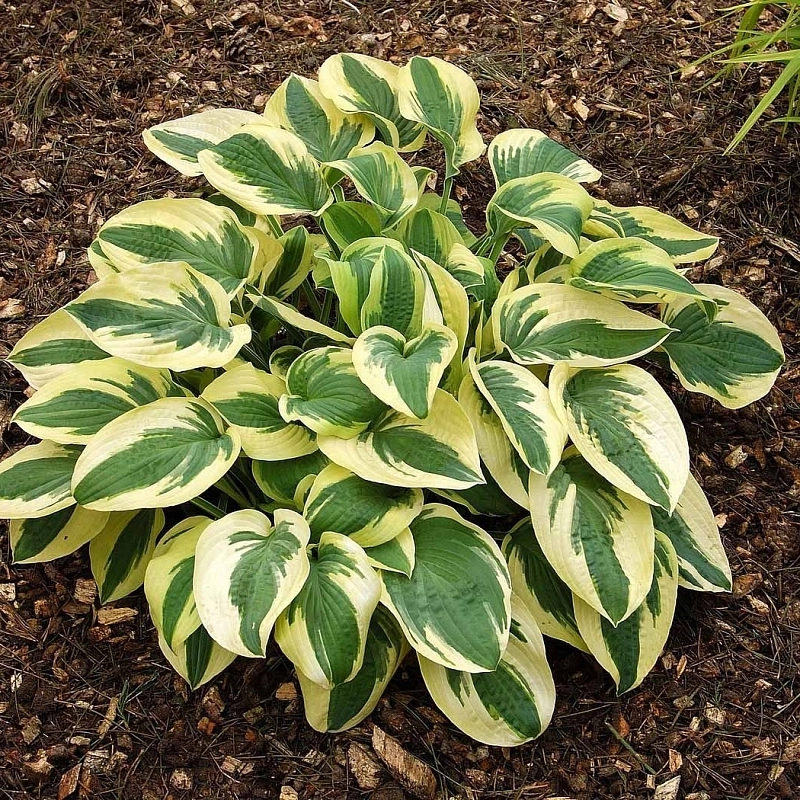 Хоста гибридная (вздутая, волнистая) 'Вайд Брим'