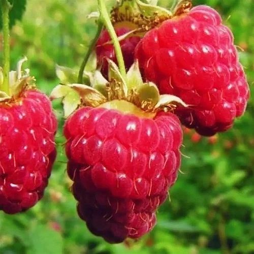 Малина 'Вилламетте'