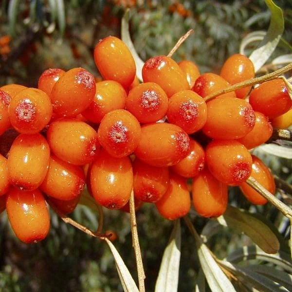 Облепиха 'Августинка'