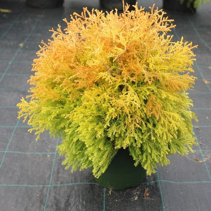 Туя западная 'Фаер Чиф'