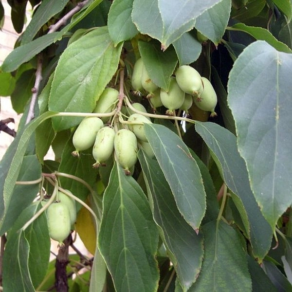 Актинидия Коломикта 'Длиннокистистная'