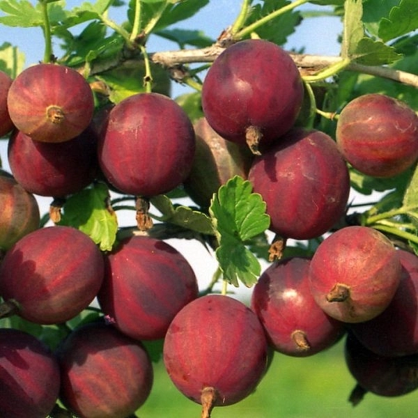 Крыжовник 'Красноплодный'