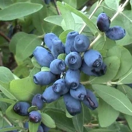 Жимолость съедобная 'Звездочка'