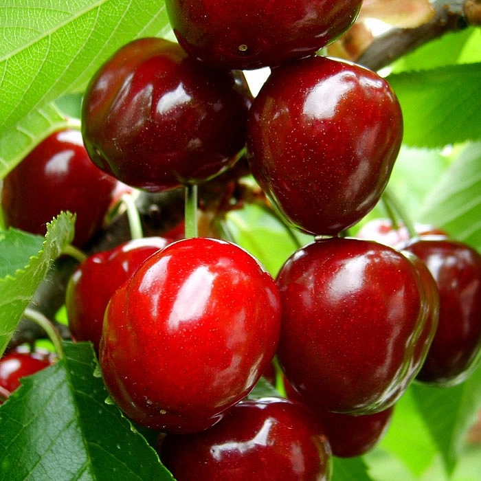 Вишня обыкновенная 'Муза'