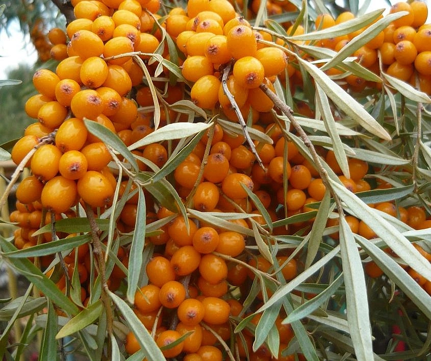 Облепиха 'Золотой початок'(жен)