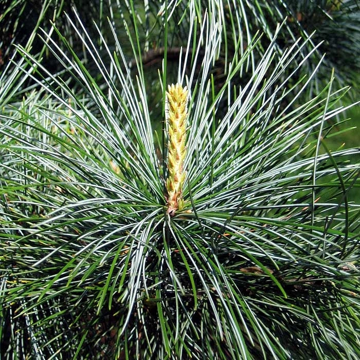 Сосна корейская кедровая (Кедр корейский)