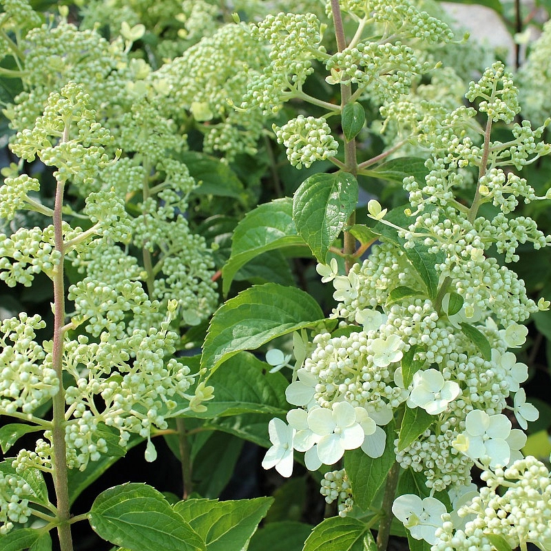 Гортензия метельчатая 'Брюсель Ласе'