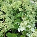 Гортензия метельчатая 'Брюсель Ласе'