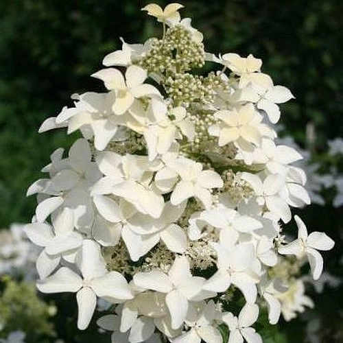 Гортензия метельчатая 'Меджикал Старлайт'