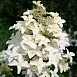 Гортензия метельчатая 'Меджикал Старлайт'