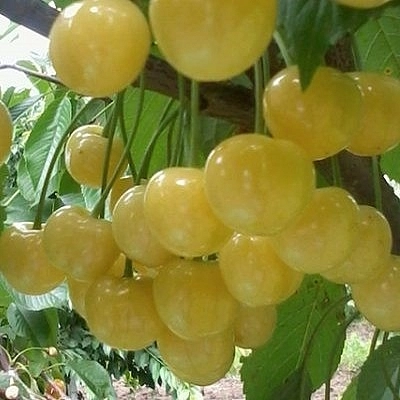 Черешня 'Чермашная'