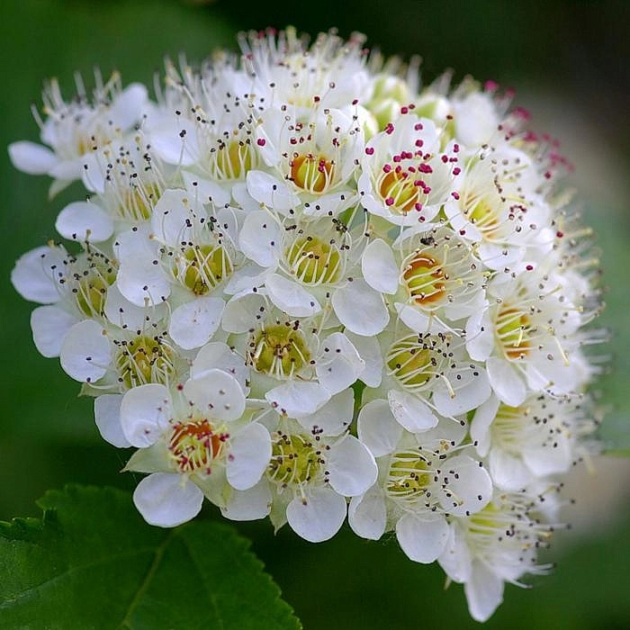 Пузыреплодник калинолистный