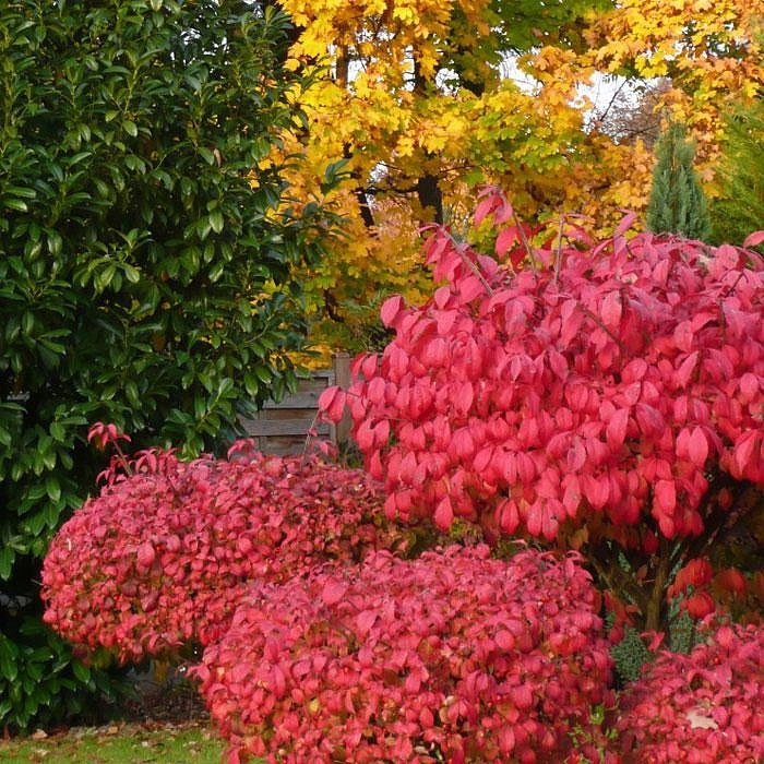 Бересклет крылатый 'Компакта'