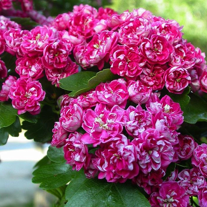 Боярышник средний 'Паульс Скарлет'