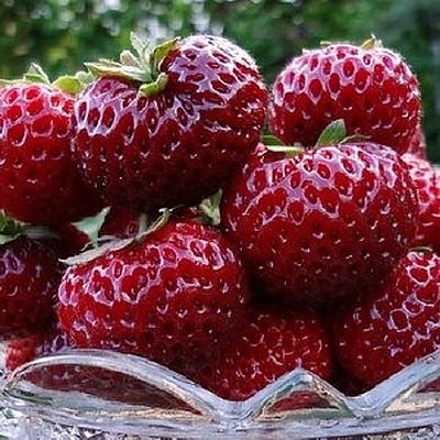 Земляника (клубника) 'Фрау Мице Шиндлер'
