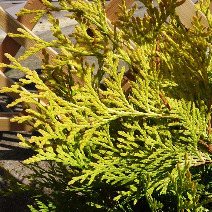 Туя западная 'Санкист'