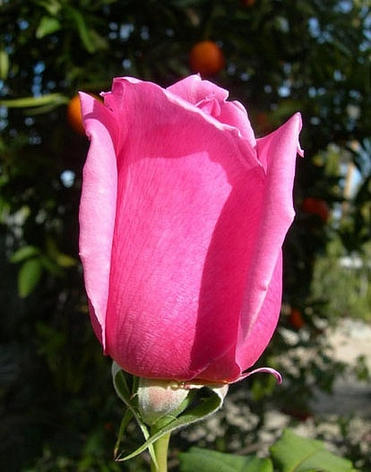 Роза 'Эйфель Тауэр' (чайно-гибридная) (розовая)
