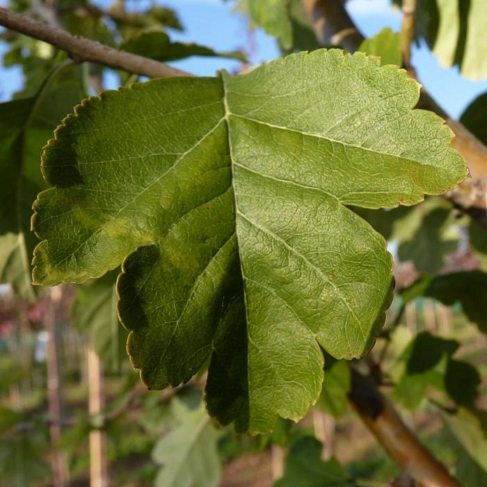 Боярышник однопестичный